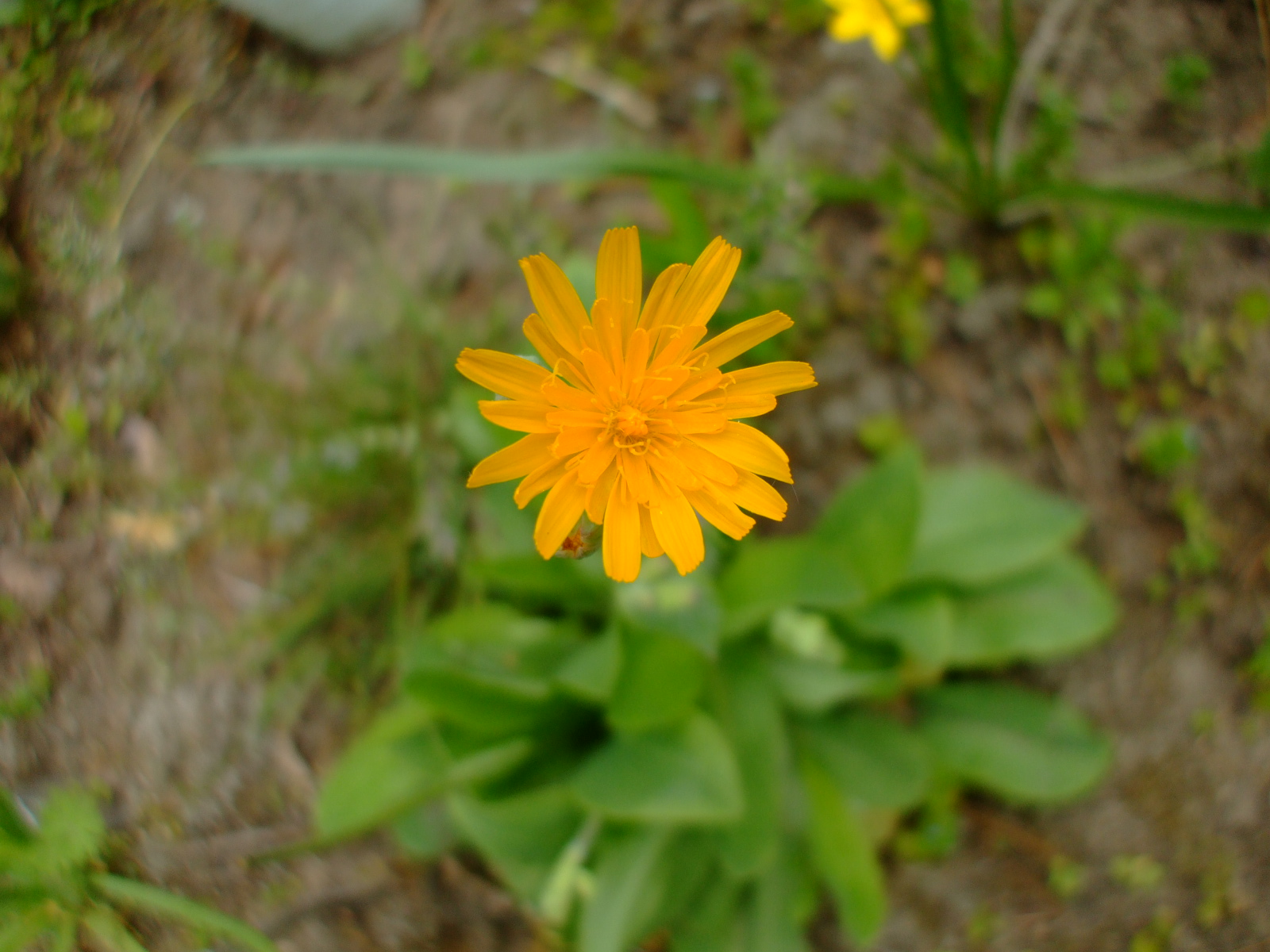Krigia biflora